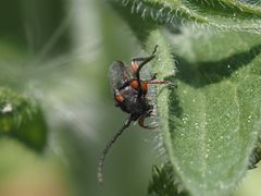 Phytoecia pustulata