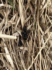 Oiceoptoma thoracicum