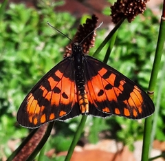 Acraea acara