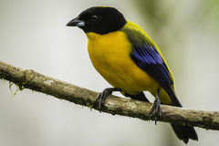 Anisognathus notabilis