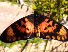 Acraea acara