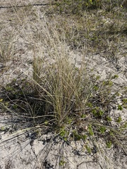 Juncus maritimus