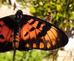 Acraea acara