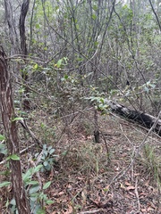 Acacia complanata