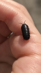 Armadillidium vulgare