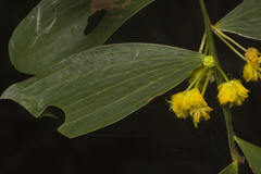 Acacia complanata