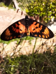 Acraea acara