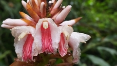 Alpinia shimadae