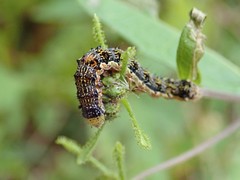 Australothis rubrescens