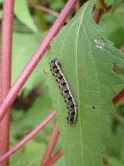 Australothis rubrescens