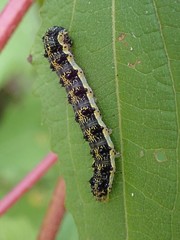 Australothis rubrescens