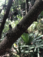 Zanthoxylum asiaticum