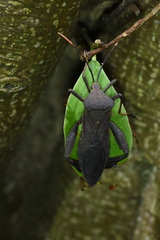 Pseudomictis distinctus