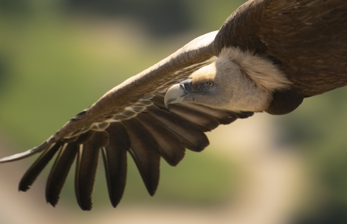 Vautour fauve
