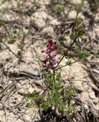 Fumaria densiflora