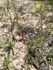 Fumaria densiflora