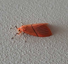 Aberrasine strigivenata