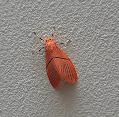 Aberrasine strigivenata