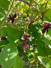 Akebia