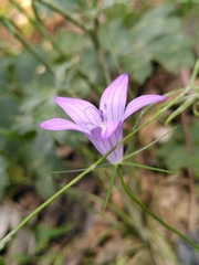 Campanula spatulata