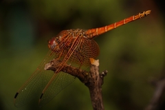 Trithemis pluvialis
