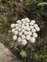 Ammi majus