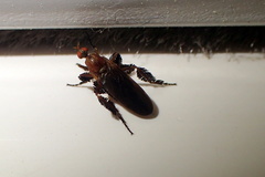 Rhamphomyia longicauda