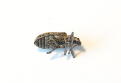 Polydrusus pilosus