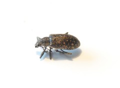 Polydrusus pilosus