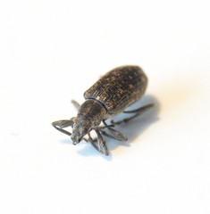 Polydrusus pilosus