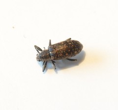 Polydrusus pilosus