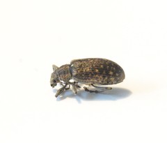 Polydrusus pilosus