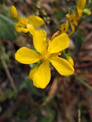 Hypericum perfoliatum