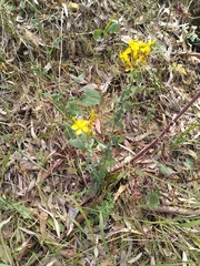 Hypericum perfoliatum