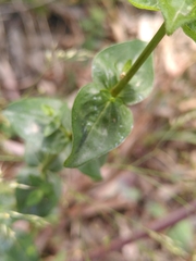 Hypericum perfoliatum