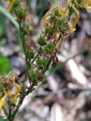 Hypericum perfoliatum