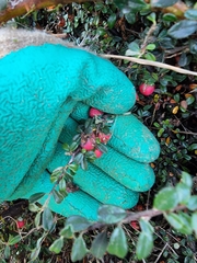 Cotoneaster integrifolius