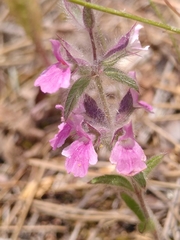 Sideritis romana purpurea