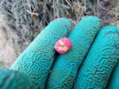Cotoneaster integrifolius