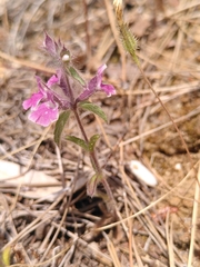 Sideritis romana purpurea