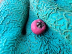 Cotoneaster integrifolius