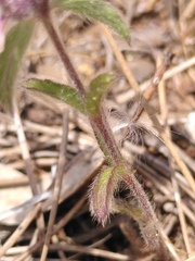 Sideritis romana purpurea