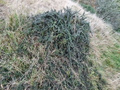 Cotoneaster integrifolius
