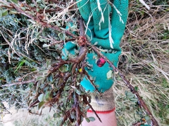 Cotoneaster integrifolius