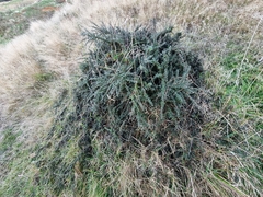 Cotoneaster integrifolius