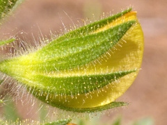 Ononis pubescens