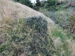 Cotoneaster integrifolius