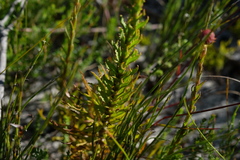 Pseudoselago rapunculoides