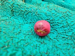 Cotoneaster integrifolius