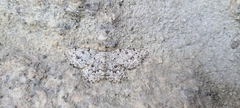 Gnophini